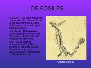 LOS FÓSILES AMMONITES: Eran moluscos, cefalópodos con tentáculos en la cabeza como los pulpos. Habitaron en el jurasico y el cretácico inferior. BELEMNITES: Moluscos cefalópodos parecidos a los clamares. Habitaron en el jurasico y el cretácico. REPTILES: Dueños indiscutibles de la Tierra durante la era secundaria, alcanzaron una gran diversificación y colonizaron todos los ambientes. Quetzalcoatlus 
