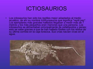 ICTIOSAURIOS Los ictiosaurios han sido los reptiles mejor adaptados al medio acuático, de ahí su nombre Ichthyosaurus que significa "reptil pez". Los ejemplares más grandes hallados llegaban a medir más de 7 metros y los más pequeños eran menores que una persona. Los ictiosaurios se alimentaban principalmente de cefalópodos y peces; esto se sabe gracias a que se han hallado fósiles con los restos de su última comida en la caja torácica. Sus crías nacían vivas en el agua. 