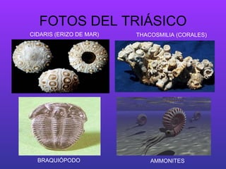 FOTOS DEL TRIÁSICO BRAQUIÓPODO CIDARIS (ERIZO DE MAR) THACOSMILIA (CORALES) AMMONITES 