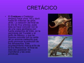 CRETÁCICO El  Cretáceo  o Cretácico empezó hace unos 145 y duró hasta 65 millones de años atrás. La datación del final de la era es muy precisa, pues ésta se hace coincidir con la de una capa geológica con fuerte presencia de Iridio, en la península del Yucatán y el golfo de México, y que se supone coincide con la caída de un enorme meteorito que pudo provocar la extinción de los dinosaurios. Este acontecimiento marca el fin de la Era Mesozoica. Al final de esta era aparecen los mamíferos y las aves primitivas. 