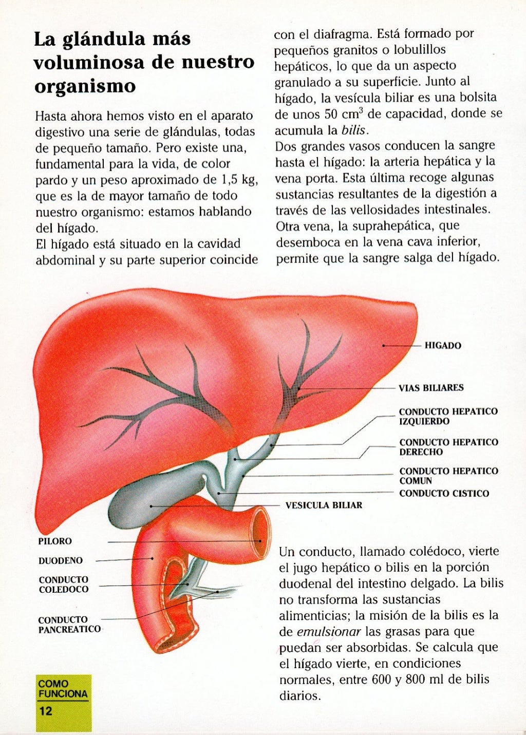 Erase Una Vez El Cuerpo Humano La Digestion