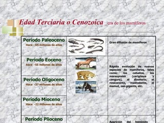 Edad Terciaria o Cenozoica  _  era de los mamíferos Período Paleoceno Hace - 65 millones de años Gran difusión de mamíferos   Período Eoceno hace  -55 millones de años Rápida evolución de nuevas especies de mamíferos, tales como: los caballos, los marsupiales (zarigüeya y canguro), el dinoterio, el rinoceronte, mastodonte, el mamut, oso gigante, etc. Período Oligoceno Hace  -37 millones de años Período Mioceno Hace  -22 millones de años Período Plioceno Hace -5 millones de años Aparición del homínido_  Austrolophitecus 