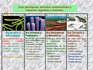 Eras geológicas, periodos comprendidos y especies vegetales y animales. 1 2 3 4 Era Arcaica o Arqueozoica . Se caracterizó por una intensa actividad   volcánica , durante esta era aparecieron las primeras formas de vida (unicelulares). Periodo Precámbrico Era Primara o Paleozoica. En esta era aparecieron seres multicelulares, que poblarían el área continental y marítima . Periodo Cámbrico Periodo Ordovícico Periodo Silúrico Periodo Devónico Periodo Carbonífero Periodo Pérmico Era Secundaria o Mesozoica. Evolución de la vida, la vegetación fue abundante, proliferación de los reptiles (dinosaurios) acuáticos, terrestres y voladores. Periodo Triásico Periodo Jurásico Periodo Cretácico Era Terciaria o Cenozoica. En esta era época predominaron los mamíferos y se formaron las cordilleras. Periodo Paleoceno Periodo Eoceno Periodo Oligoceno Periodo Mioceno Periodo Plioceno 