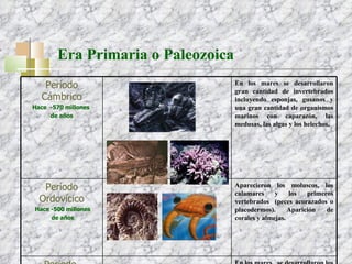 Era Primaria o Paleozoica    Período Cámbrico Hace  -570 millones  de años En los mares se desarrollaron gran cantidad de invertebrados incluyendo esponjas, gusanos y una gran cantidad de organismos marinos con caparazón, las  medusas, las algas y los helechos. Período Ordovícico Hace -500 millones de años Aparecieron los moluscos, los calamares y los primeros vertebrados  (peces acorazados o placodermos). Aparición de corales y almejas. Período  Silúrico Hace -435 millones  de años En los mares,  se desarrollaron los peces con mandíbulas, calamares; surgimiento de los primeros insectos terrestres y  desarrollo de plantas de tallo horizontal llamadas Psilophytes .  