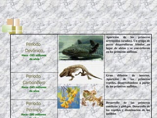 Período  Devónico Hace -395 millones de años Aparición de los primeros artrópodos (arañas). Un grupo de peces desarrollaron lóbulos en lugar de aletas y se convirtieron en los primeros anfibios.  Período  Carbonífero Hace -345 millones de años Gran difusión de insectos. Aparición de los primeros reptiles, desarrollándose a partir de los primeros anfibios.  Período  Pérmico Hace -280 millones  de años Desarrollo de las primeras coníferas y ginkgos. Desarrollo de los reptiles y disminución de los anfibios  