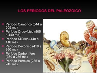 LOS PERIODOS DEL PALEOZOICO Período Cambrico (544 a 505 ma) Período Ordovícico (505 a 440 ma) Período Silúrico (440 a 410 ma) Período Devónico (410 a 360 ma) Período Carbonífero (360 a 286 ma) Período Pérmico (286 a 245 ma)                                                                               
