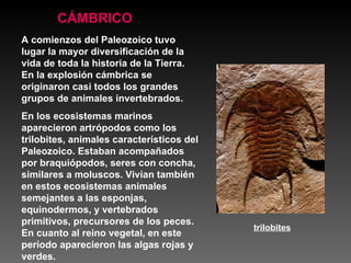 CÁMBRICO A comienzos del Paleozoico tuvo lugar la mayor diversificación de la vida de toda la historia de la Tierra. En la explosión cámbrica se originaron casi todos los grandes grupos de animales invertebrados. En los ecosistemas marinos aparecieron artrópodos como los trilobites, animales característicos del Paleozoico. Estaban acompañados por braquiópodos, seres con concha, similares a moluscos. Vivían también en estos ecosistemas animales semejantes a las esponjas, equinodermos, y vertebrados primitivos, precursores de los peces. En cuanto al reino vegetal, en este período aparecieron las algas rojas y verdes. trilobites 