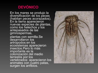 DEVÓNICO En los mares se produjo la diversificación de los peces (habitan peces acorazados). En la tierra aparecieron nuevas especies de plantas, como los helechos y los antepasados de las gimnospermas,  plantas con semilla.Se desarrollaron los artrópodos:en los ecosistemas aparecieron insectos.Pero lo más importante es la colonización del medio terrestre por los vertebrados: aparecieron los animales con cuatro patas, surgen los anfibios.  