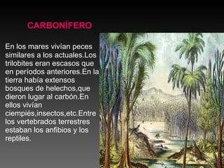 En los mares vivían peces similares a los actuales.Los trilobites eran escasos que en períodos anteriores.En la tierra había extensos bosques de helechos,que dieron lugar al carbón.En ellos vivían ciempiés,insectos,etc.Entre los vertebrados terrestres estaban los anfibios y los reptiles. CARBONÍFERO 