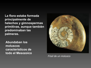 La flora estaba formada principalmente de helechos y gimnospermas primitivas, aunque también predominaban las palmeras. Abundaban los moluscos característicos de todo el Mesozoico Fósil de un molusco 