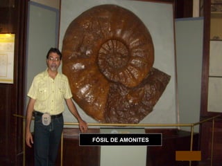 FÓSIL DE AMONITES 