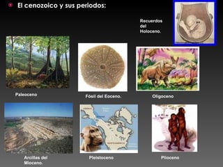 El cenozoico y sus periodos: Paleoceno Arcillas del Mioceno. Plioceno Fósil del Eoceno. Oligoceno Pleistoceno Recuerdos del Holoceno. 