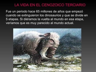 LA VIDA EN EL CENOZOICO TERCIARIO Fue un periodo hace 65 millones de años que empezó cuando se extinguieron los dinosaurios y que se divide en 5 etapas. Si diéramos la vuelta al mundo en esa etapa, veríamos que es muy parecido al mundo actual. 