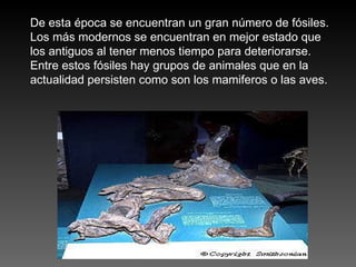 De esta época se encuentran un gran número de fósiles. Los más modernos se encuentran en mejor estado que los antiguos al tener menos tiempo para deteriorarse. Entre estos fósiles hay grupos de animales que en la actualidad persisten como son los mamiferos o las aves. 