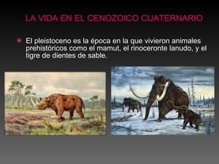 El pleistoceno es la época en la que vivieron animales prehistóricos como el mamut, el rinoceronte lanudo, y el tigre de dientes de sable. LA VIDA EN EL CENOZOICO CUATERNARIO 