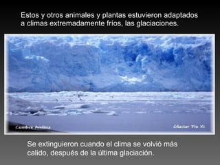 Estos y otros animales y plantas estuvieron adaptados a climas extremadamente fríos, las glaciaciones.  Se extinguieron cuando el clima se volvió más calido, después de la última glaciación. 