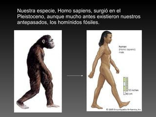 Nuestra especie, Homo sapiens, surgió en el Pleistoceno, aunque mucho antes existieron nuestros antepasados, los homínidos fósiles. 