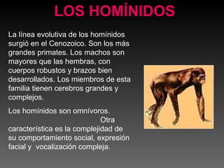 LOS HOMÍNIDOS La línea evolutiva de los homínidos surgió en el Cenozoico. Son los más grandes primates. Los machos son mayores que las hembras, con cuerpos robustos y brazos bien desarrollados. Los miembros de esta familia tienen cerebros grandes y complejos.  Los homínidos son omnívoros.  Otra característica es la complejidad de su comportamiento social, expresión facial y  vocalización compleja.  