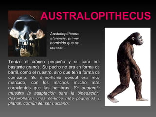 Tenían el cráneo pequeño y su cara era bastante grande. Su pecho no era en forma de barril, como el nuestro, sino que tenía forma de campana. Su dimorfismo sexual era muy marcado, con los machos mucho más corpulentos que las hembras.  Su anatomía muestra la adaptación para la bipedación, desarrollaron unos caninos más pequeños y planos, común del ser humano. AUSTRALOPITHECUS Australopithecus afarensis, primer homínido que se conoce. 