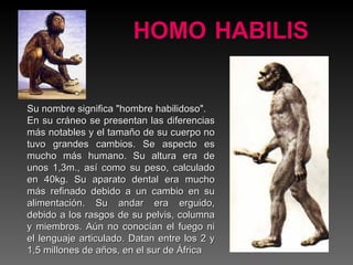 HOMO   HABILIS Su nombre significa "hombre habilidoso".  En su cráneo se presentan las diferencias más notables y el tamaño de su cuerpo no tuvo grandes cambios. Se aspecto es mucho más humano. Su altura era de unos 1,3m., así como su peso, calculado en 40kg. Su aparato dental era mucho más refinado debido a un cambio en su alimentación. Su andar era erguido, debido a los rasgos de su pelvis, columna y miembros. Aún no conocían el fuego ni el lenguaje articulado. Datan entre los 2 y 1,5 millones de años, en el sur de África 