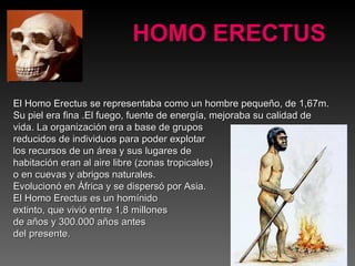 HOMO ERECTUS El Homo Erectus se representaba como un hombre pequeño, de 1,67m. Su piel era fina .El fuego, fuente de energía, mejoraba su calidad de vida. La organización   era a base de grupos  reducidos de individuos para poder explotar  los recursos de un área y sus lugares de  habitación eran al aire libre (zonas tropicales) o en cuevas y abrigos naturales. Evolucionó en África y se dispersó por Asia.  El Homo Erectus es un homínido  extinto, que vivió entre 1,8 millones  de años y 300.000 años antes del presente. 