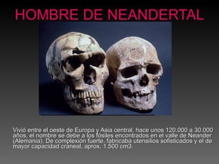 HOMBRE DE NEANDERTAL Vivió entre el oeste de Europa y Asia central, hace unos 120.000 a 30.000 años, el nombre se debe a los fósiles encontrados en el valle de Neander (Alemania). De complexión fuerte, fabricaba utensilios sofisticados y el de mayor capacidad craneal, aprox. 1.500 cm3. 