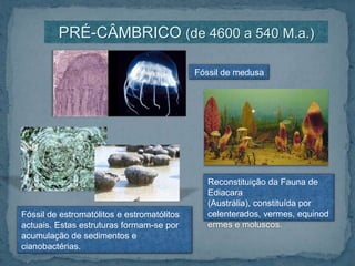 PRÉ-CÂMBRICO (de 4600 a 540 M.a.)Fóssil de medusaReconstituição da Fauna de Ediacara (Austrália), constituída por celenterados, vermes, equinodermes e moluscos.Fóssil de estromatólitos e estromatólitos actuais. Estas estruturas formam-se por acumulação de sedimentos e cianobactérias.