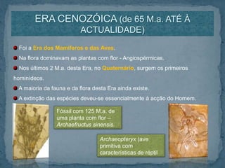 ERA CENOZÓICA (de 65 M.a. ATÉ À ACTUALIDADE) Foi a Era dos Mamíferos e das Aves. Na flora dominavam as plantas com flor - Angiospérmicas. Nos últimos 2 M.a. desta Era, no Quaternário, surgem os primeiros hominídeos. A maioria da fauna e da flora desta Era ainda existe. A extinção das espécies deveu-se essencialmente à acção do Homem.Fóssil com 125 M.a. de uma planta com flor – Archaefructussinensis.Archaeopteryx (ave primitiva com características de réptil