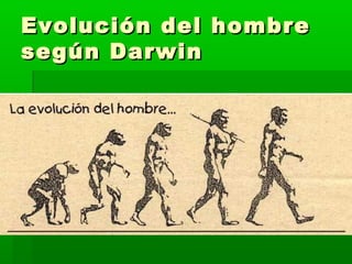 Evolución del hombre
según Darwin
 