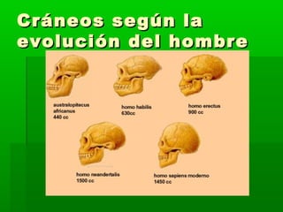 Cráneos según la
evolución del hombre
 