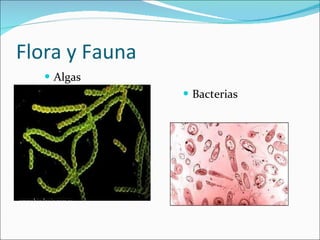 Flora y Fauna Algas Bacterias 