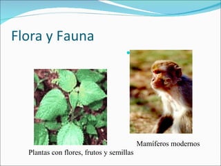 Flora y Fauna Primates Mamíferos modernos Plantas con flores, frutos y semillas 