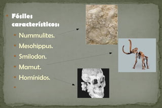 
    Fósiles
    característicos:
    
        Nummulites.
    
        Mesohippus.
    
        Smilodon.
    
        Mamut.
    
        Homínidos.
    
 