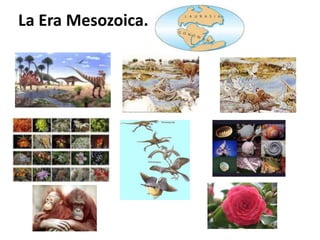 La Era Mesozoica.
 