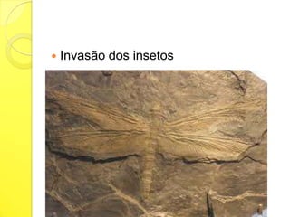 

Invasão dos insetos

 