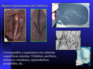 Algunos representantes del Cámbrico:
Corresponden a organismos con cubiertas
esqueléticas externas: Trilobites, poríferos,
moluscos, crustáceos, equinodermos,
priapúlidos, etc.
 