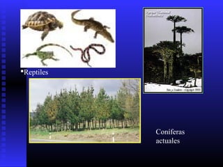 Reptiles
Coníferas
actuales
 