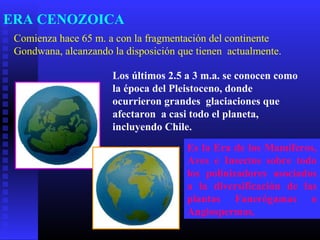 ERA CENOZOICA
Comienza hace 65 m. a con la fragmentación del continente
Gondwana, alcanzando la disposición que tienen actualmente.
Los últimos 2.5 a 3 m.a. se conocen como
la época del Pleistoceno, donde
ocurrieron grandes glaciaciones que
afectaron a casi todo el planeta,
incluyendo Chile.
Es la Era de los Mamíferos,
Aves e Insectos sobre todo
los polinizadores asociados
a la diversificación de las
plantas Fanerógamas o
Angiospermas.
 