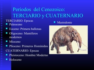 Períodos del Cenozoico:
TERCIARIO y CUATERNARIO
 Paleoceno
 Eoceno: Primera ballenas
 Oligoceno: Mamíferos
modernos
 Mioceno
 Plioceno: Primeros Homínidos
CUATERNARIO: Epocas
 Pleistoceno: Hombre Moderno
 Holoceno
 Mastodonte
TERCIARIO: Epocas
 