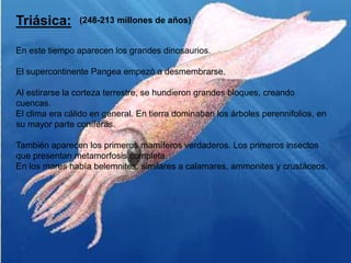 Triásica:
En este tiempo aparecen los grandes dinosaurios.
El supercontinente Pangea empezó a desmembrarse.
Al estirarse la corteza terrestre, se hundieron grandes bloques, creando
cuencas.
El clima era cálido en general. En tierra dominaban los árboles perennifolios, en
su mayor parte coníferas.
También aparecen los primeros mamíferos verdaderos. Los primeros insectos
que presentan metamorfosis completa.
En los mares había belemnites, similares a calamares, ammonites y crustáceos.
(248-213 millones de años)
 