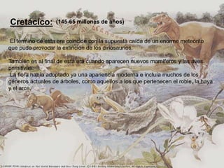 Cretácico:
El término de esta era coincide con la supuesta caída de un enorme meteorito
que pudo provocar la extinción de los dinosaurios.
También es al final de esta era cuando aparecen nuevos mamíferos y las aves
primitivas.
La flora había adoptado ya una apariencia moderna e incluía muchos de los
géneros actuales de árboles, como aquellos a los que pertenecen el roble, la haya
y el arce.
(145-65 millones de años)
 