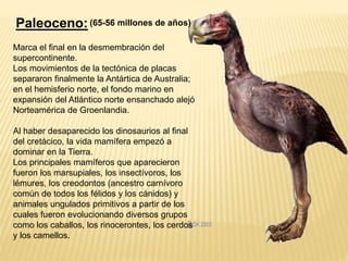 Paleoceno:
Marca el final en la desmembración del
supercontinente.
Los movimientos de la tectónica de placas
separaron finalmente la Antártica de Australia;
en el hemisferio norte, el fondo marino en
expansión del Atlántico norte ensanchado alejó
Norteamérica de Groenlandia.
Al haber desaparecido los dinosaurios al final
del cretácico, la vida mamífera empezó a
dominar en la Tierra.
Los principales mamíferos que aparecieron
fueron los marsupiales, los insectívoros, los
lémures, los creodontos (ancestro carnívoro
común de todos los félidos y los cánidos) y
animales ungulados primitivos a partir de los
cuales fueron evolucionando diversos grupos
como los caballos, los rinocerontes, los cerdos
y los camellos.
(65-56 millones de años)
 