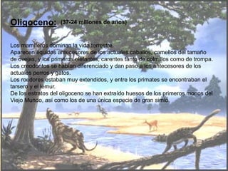 Oligoceno:
Los mamíferos dominan la vida terrestre.
Aparecen équidos antecesores de los actuales caballos, camellos del tamaño
de ovejas, y los primeros elefantes, carentes tanto de colmillos como de trompa.
Los creodontos se habían diferenciado y dan paso a los antecesores de los
actuales perros y gatos.
Los roedores estaban muy extendidos, y entre los primates se encontraban el
tarsero y el lémur.
De los estratos del oligoceno se han extraído huesos de los primeros monos del
Viejo Mundo, así como los de una única especie de gran simio.
(37-24 millones de años)
 