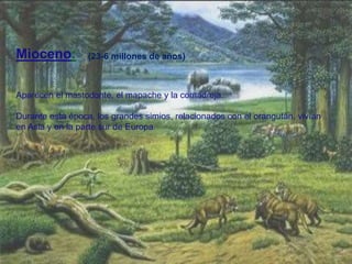 Mioceno:
Aparecen el mastodonte, el mapache y la comadreja.
Durante esta época, los grandes simios, relacionados con el orangután, vivían
en Asia y en la parte sur de Europa.
(23-6 millones de años)
 