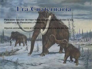 Para poder estudiar de mejor forma esta era, algunos dividen la era
Cuaternaria en Pleistoceno y Holoceno.
Algunos animales, como el mamut, sobreviven a la era del hielo.
 