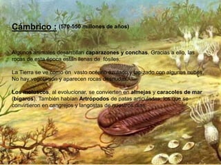 Cámbrico :
Algunos animales desarrollan caparazones y conchas. Gracias a ello, las
rocas de esta época están llenas de fósiles.
La Tierra se ve como un vasto océano azulado y tapizado con algunas nubes.
No hay vegetación y aparecen rocas desnudas.
Los moluscos, al evolucionar, se convierten en almejas y caracoles de mar
(bígaros). También habían Artrópodos de patas articuladas, los que se
convirtieron en cangrejos y langostas de nuestros días.
(570-550 millones de años)
 