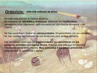 Ordovicio:
Durante este periodo la vida es acuática.
Se destacan los trilobites y moluscos. Aparecen los nautiloideos,
semejantes a los calamares, pero envueltos en una concha de espiral o de
cuerno.
Se han encontrado fósiles de calciocordados. Emparentados con las estrellas
de mar, usaban las ventosas de sus tentáculos para atrapar alimento.
Los científicos creen que los calciocordados se convirtieron en los
primeros animales con espina dorsal. Poseían una cola que les permitía
movilizarse por el lecho marino. Muy parecidos a los peces primitivos,
desposeídos de mandíbula y aletas.
(504-438 millones de años)
 