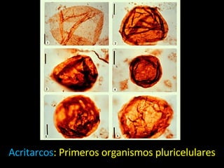 Acritarcos : Primeros organismos pluricelulares 