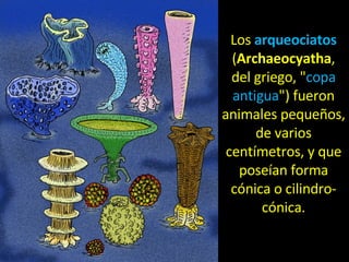 Los  arqueociatos  ( Archaeocyatha , del griego, " copa antigua ") fueron animales pequeños, de varios centímetros, y que poseían forma cónica o cilindro-cónica. 