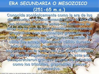 ERA SECUNDARIA O MESOZOICO
         (251-65 m.a.)
 Conocida zoológicamente como la era de los
 dinosaurios o botánicamente como la era de
  las cícadas. Durante estos 186 millones de
 años no se produjeron grandes movimientos
  orogénicos. Los continentes gradualmente
  van adquiriendo su configuración actual. El
  clima fue excepcionalmente cálido durante
   todo el período, desempeñando un papel
importante en la evolución y la diversificación
   de nuevas especies animales. En esta era
 desaparecieron grandes grupos de animales
    como los trilobites, graptolites y peces
                 acorazados.
 